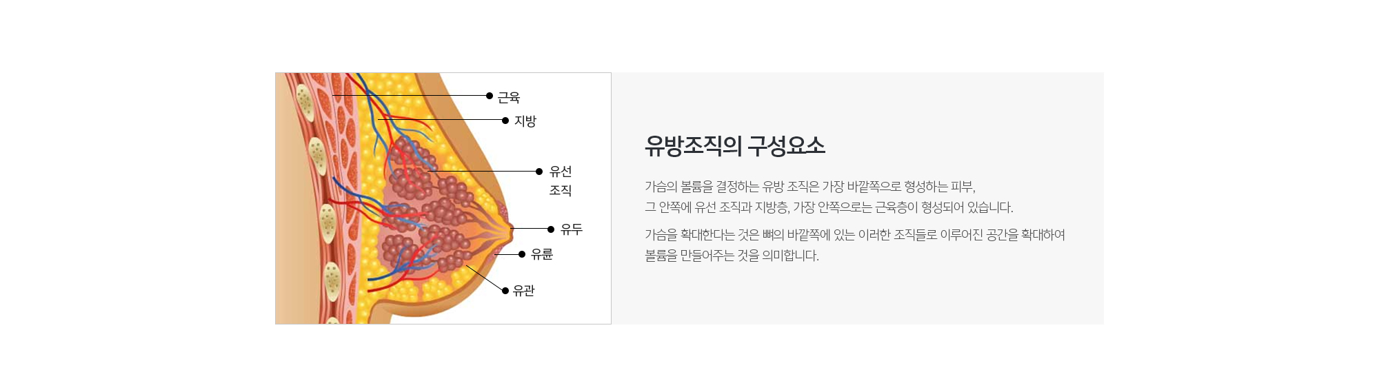 유방조직의 구성요소
	가슴의 볼륨을 결정하는 유방 조직은 가장 바깥쪽으로 형성하는 피부, 그 안쪽에 유선 조직과 지방층, 가장 안쪽으로는 근육층이 형성되어 있습니다. 
	가슴을 확대한다는 것은 뼈의 바깥쪽에 있는 이러한 조직들로 이루어진 공간을 확대하여 볼륨을 만들어주는 것을 의미합니다.
	